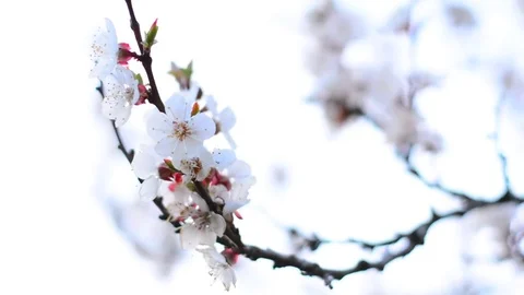 Spring blossom background. Stock Footage 74368319