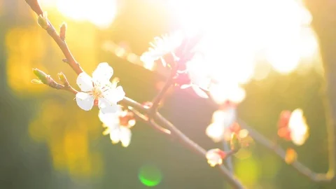 Spring blossom background. Stock Footage 74368323