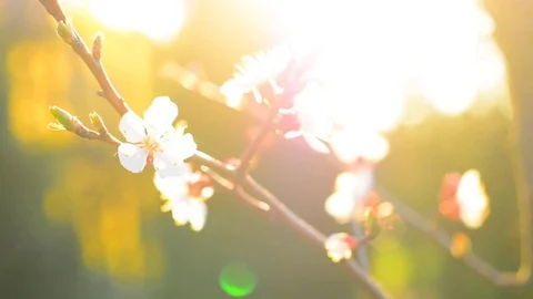 Spring blossom background. Stock Footage 74368336