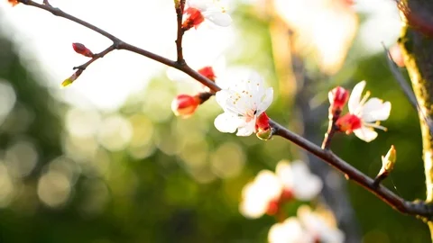Spring blossom background. Stock Footage 74368341