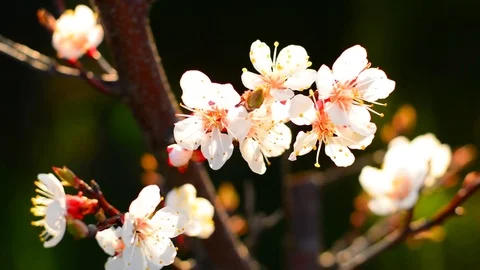 Spring blossom background. Stock Footage 74368346