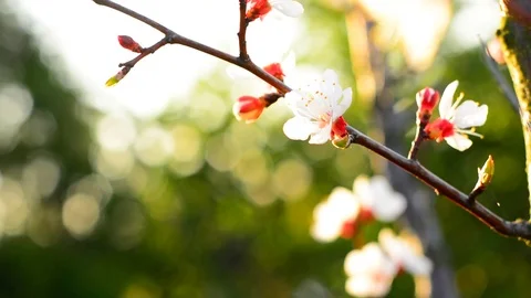 Spring blossom background. Stock Footage 74368347