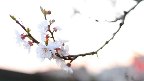 Spring blossom background. Stock Footage 74368349
