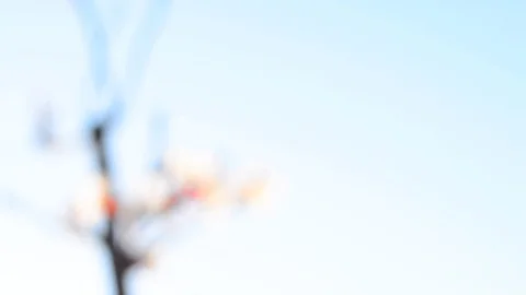 Spring blossom background. Stock Footage 74368350