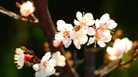 Spring blossom background. Stock Footage 74368351