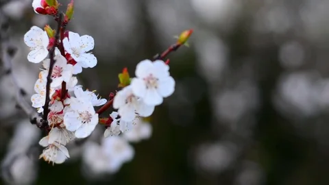 Spring blossom background. Stock Footage 74368355
