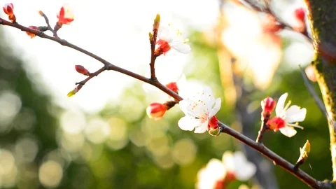 Spring blossom background. Stock Footage 74368360