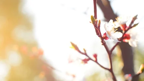 Spring blossom background. Stock Footage 74368362