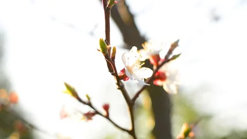 Spring blossom background. Stock Footage 74368365