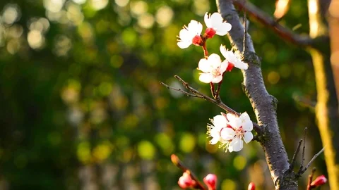 Spring blossom background. Stock Footage 74368367