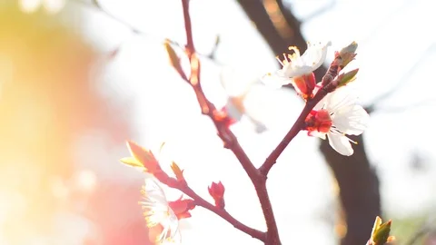 Spring blossom background. Stock Footage