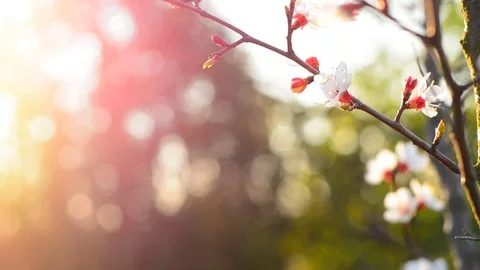 Spring blossom background. Stock Footage 74368369