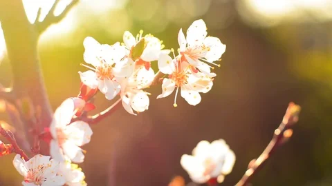 Spring blossom background. Stock Footage 74368382