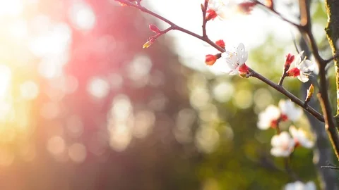 Spring blossom background. Stock Footage 74368385