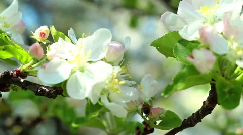 Spring blossom background with honeybee Stock Footage 50686800