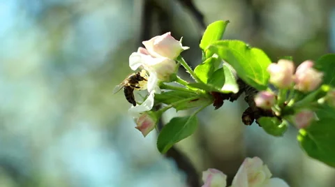 Spring blossom background with honeybee Stock Footage 50686838