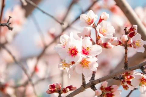 Spring blossom background. Stock Photos