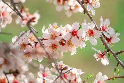 Spring blossom background. Stock Photos