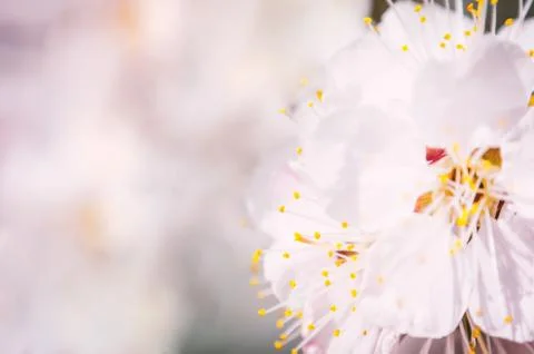Spring blossom background Stock Photos