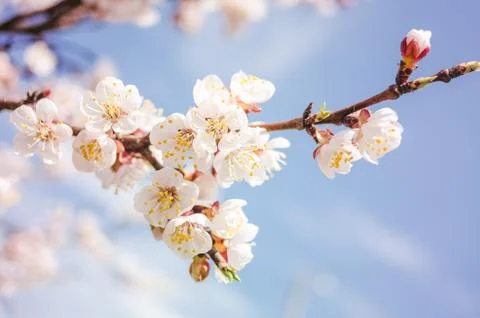 Spring blossom background Stock Photos