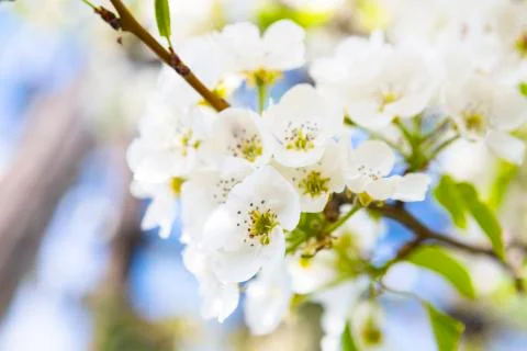 Spring blossom background Stock-Fotos