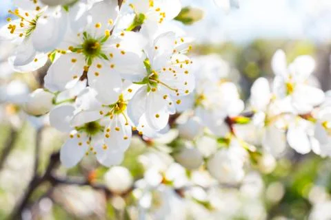 Spring blossom background Stock Photos