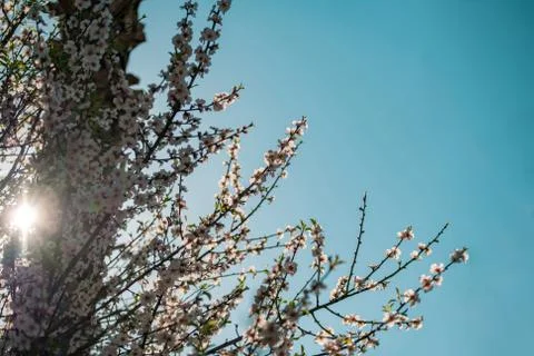 Spring blossom background Stock Photos