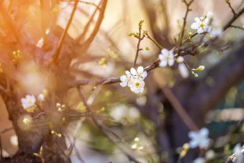Spring blossom background Stock Photos