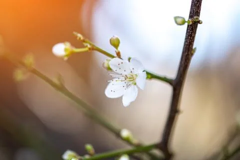 Spring blossom background Stock Photos