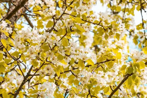 Spring blossom background Stock Photos
