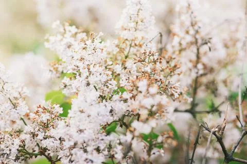 Spring blossom background Stock Photos