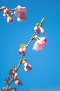 Spring Blossom Background Stock Photos