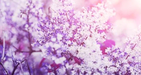 Spring blossom background Stock Photos