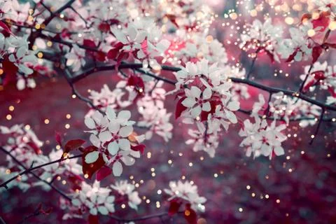 Spring blossom background with soft focus. Foto stock