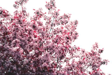 Spring blossom background with soft focus. Stock Photos