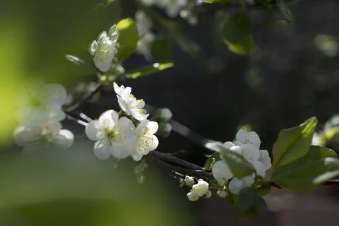 Spring blossom background. Spring blooming. Apple tree blossom with pink flow Stock Photos