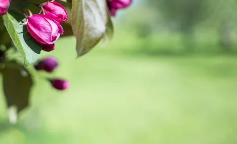 Spring blossom background. Spring blooming. Apple tree blossom with pink flow Stock Photos