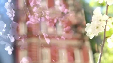 Spring blossom background, white pear flowers, morning sunlight, cinematic city. Stock Footage 274143495