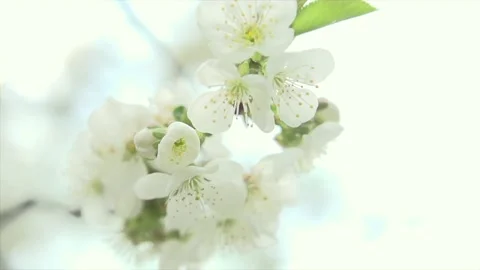Spring blossom. Beautiful blooming trees in orchard, cherry spring flowers Stock Footage 219717863