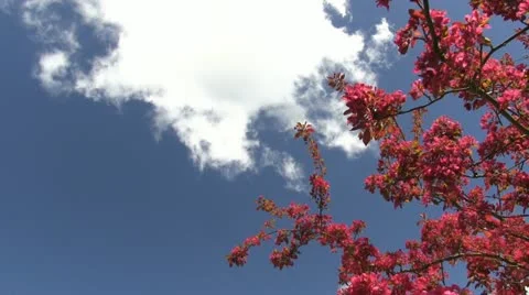 Spring blossom blowing in the wind against a blue sky, Shropshire Stock Footage 12543952
