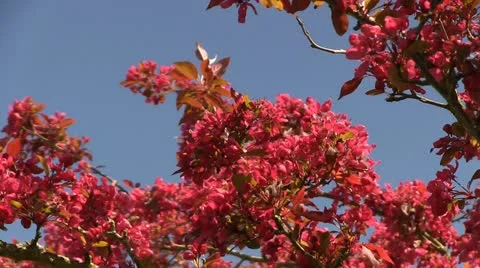 Spring blossom blowing in the wind against a blue sky, Shropshire Stock Footage 12547074