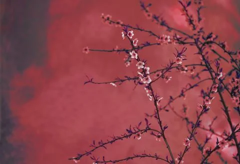Spring blossom border over red arty textured background. Chinese new year n.. Stock-Fotos