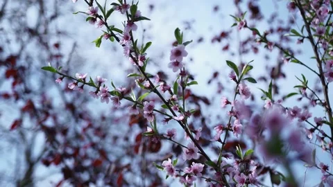Spring Blossom Border With Pink Blooming Tree Stock Footage 153718644