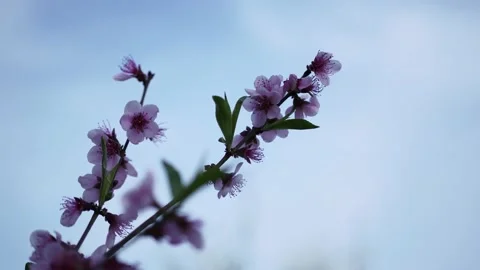 Spring Blossom Border With Pink Blooming Tree Blossom tree and nature Stock Footage 153718926