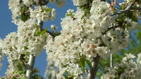 Spring Blossom at a branch of a cherry tree. Stock Footage 209146242