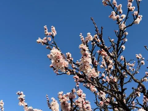 Spring blossom branches against a deep blue sky. Renewal, fragility, season.. Stock Photos