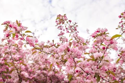 Spring blossom: branches of a blossoming apple tree on sky background. Stock Photos