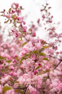 Spring blossom: branches of a blossoming apple tree on sky background. Stock Photos