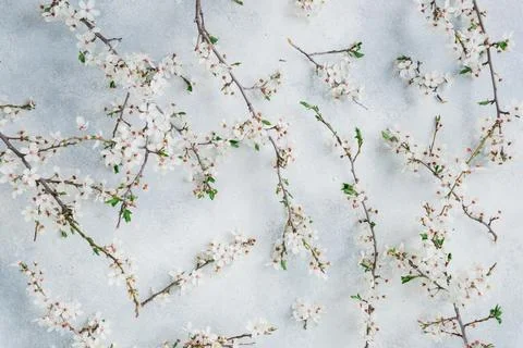 Spring blossom branches on soft light background, floral pattern, natural b.. Stock Photos