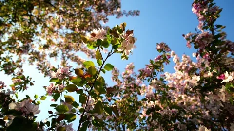 Spring blossom canopy of blooming apple tree branches swaying gently under clear Stock Footage 346639561